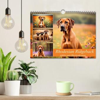 Rhodesian Ridgeback - Athlet mit Rückenkamm (Wandkalender 2027 DIN A4 quer), CALVENDO Monatskalender