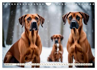 Rhodesian Ridgeback - Athlet mit Rückenkamm (Wandkalender 2027 DIN A4 quer), CALVENDO Monatskalender