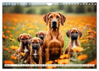 Rhodesian Ridgeback - Athlet mit Rückenkamm (Wandkalender 2027 DIN A4 quer), CALVENDO Monatskalender