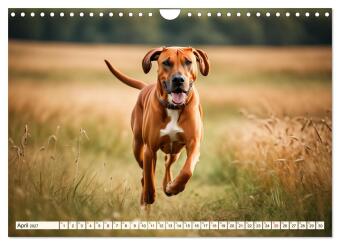 Rhodesian Ridgeback - Athlet mit Rückenkamm (Wandkalender 2027 DIN A4 quer), CALVENDO Monatskalender