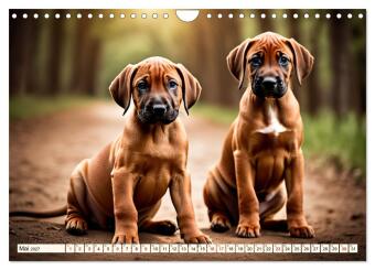 Rhodesian Ridgeback - Athlet mit Rückenkamm (Wandkalender 2027 DIN A4 quer), CALVENDO Monatskalender