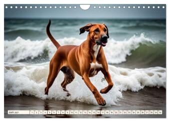 Rhodesian Ridgeback - Athlet mit Rückenkamm (Wandkalender 2027 DIN A4 quer), CALVENDO Monatskalender