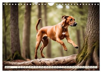 Rhodesian Ridgeback - Athlet mit Rückenkamm (Wandkalender 2027 DIN A4 quer), CALVENDO Monatskalender