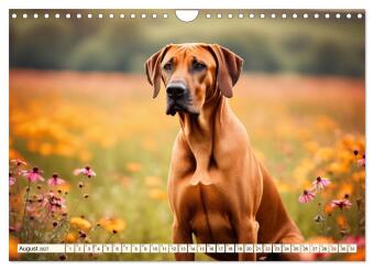 Rhodesian Ridgeback - Athlet mit Rückenkamm (Wandkalender 2027 DIN A4 quer), CALVENDO Monatskalender