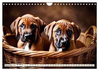 Rhodesian Ridgeback - Athlet mit Rückenkamm (Wandkalender 2027 DIN A4 quer), CALVENDO Monatskalender