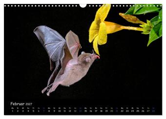 Fledermäuse - kleine Vampire (Wandkalender 2027 DIN A3 quer), CALVENDO Monatskalender