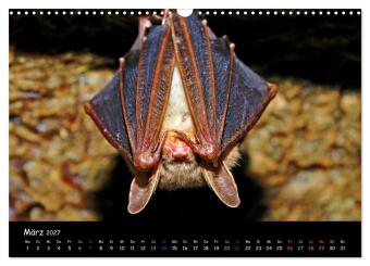 Fledermäuse - kleine Vampire (Wandkalender 2027 DIN A3 quer), CALVENDO Monatskalender