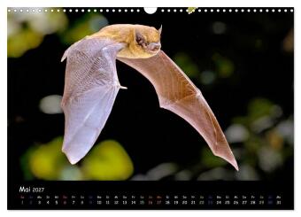 Fledermäuse - kleine Vampire (Wandkalender 2027 DIN A3 quer), CALVENDO Monatskalender