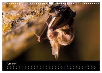 Fledermäuse - kleine Vampire (Wandkalender 2027 DIN A3 quer), CALVENDO Monatskalender