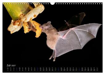 Fledermäuse - kleine Vampire (Wandkalender 2027 DIN A3 quer), CALVENDO Monatskalender