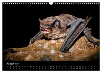Fledermäuse - kleine Vampire (Wandkalender 2027 DIN A3 quer), CALVENDO Monatskalender