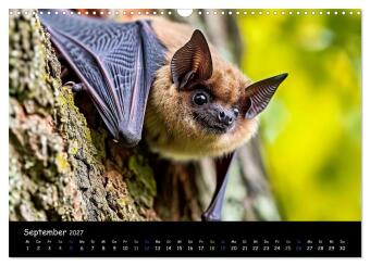 Fledermäuse - kleine Vampire (Wandkalender 2027 DIN A3 quer), CALVENDO Monatskalender