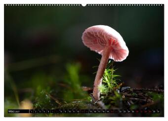 Wilde Pilze: Ein Kalender für Naturbegeisterte (hochwertiger Premium Wandkalender 2027 DIN A2 quer), Kunstdruck in Hochglanz