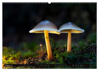 Wilde Pilze: Ein Kalender für Naturbegeisterte (hochwertiger Premium Wandkalender 2027 DIN A2 quer), Kunstdruck in Hochglanz