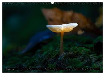 Wilde Pilze: Ein Kalender für Naturbegeisterte (hochwertiger Premium Wandkalender 2027 DIN A2 quer), Kunstdruck in Hochglanz