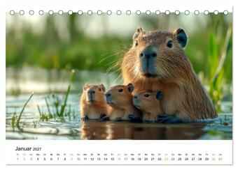 Capybara - liebenswertes großes Wasserschwein (Tischkalender 2027 DIN A5 quer), CALVENDO Monatskalender