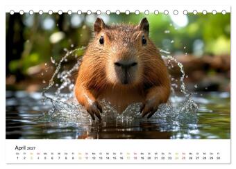 Capybara - liebenswertes großes Wasserschwein (Tischkalender 2027 DIN A5 quer), CALVENDO Monatskalender