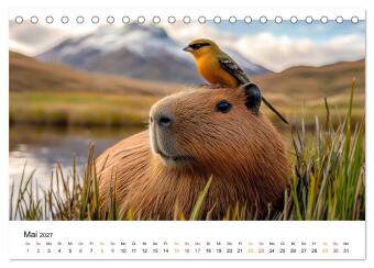 Capybara - liebenswertes großes Wasserschwein (Tischkalender 2027 DIN A5 quer), CALVENDO Monatskalender
