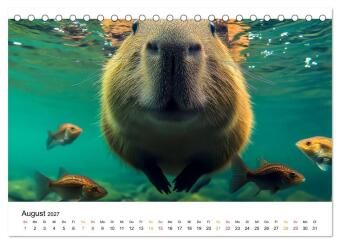 Capybara - liebenswertes großes Wasserschwein (Tischkalender 2027 DIN A5 quer), CALVENDO Monatskalender