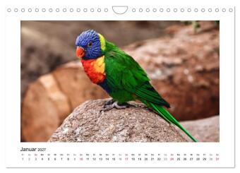 Zauberhaft und farbenfroh (Wandkalender 2027 DIN A4 quer), CALVENDO Monatskalender