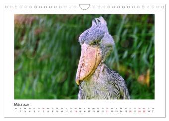 Zauberhaft und farbenfroh (Wandkalender 2027 DIN A4 quer), CALVENDO Monatskalender