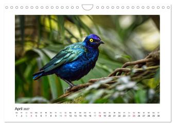 Zauberhaft und farbenfroh (Wandkalender 2027 DIN A4 quer), CALVENDO Monatskalender
