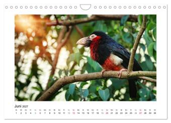 Zauberhaft und farbenfroh (Wandkalender 2027 DIN A4 quer), CALVENDO Monatskalender