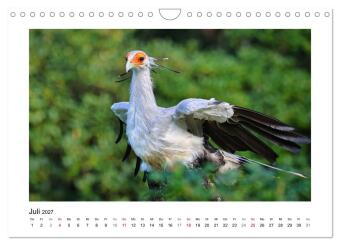 Zauberhaft und farbenfroh (Wandkalender 2027 DIN A4 quer), CALVENDO Monatskalender