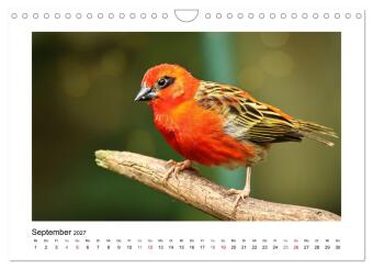 Zauberhaft und farbenfroh (Wandkalender 2027 DIN A4 quer), CALVENDO Monatskalender