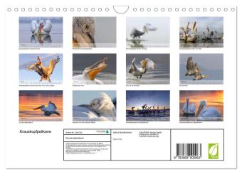 Krauskopfpelikane (Wandkalender 2027 DIN A4 quer), CALVENDO Monatskalender