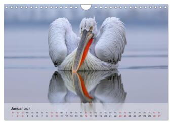 Krauskopfpelikane (Wandkalender 2027 DIN A4 quer), CALVENDO Monatskalender