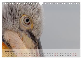 Krauskopfpelikane (Wandkalender 2027 DIN A4 quer), CALVENDO Monatskalender