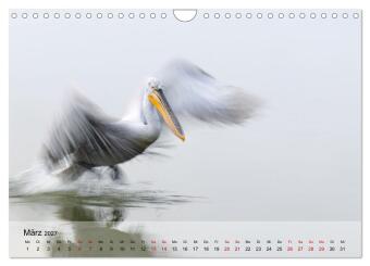 Krauskopfpelikane (Wandkalender 2027 DIN A4 quer), CALVENDO Monatskalender