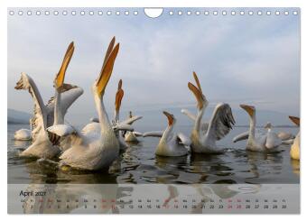 Krauskopfpelikane (Wandkalender 2027 DIN A4 quer), CALVENDO Monatskalender