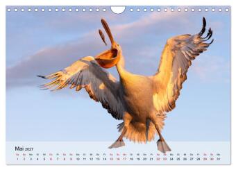 Krauskopfpelikane (Wandkalender 2027 DIN A4 quer), CALVENDO Monatskalender