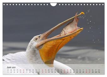 Krauskopfpelikane (Wandkalender 2027 DIN A4 quer), CALVENDO Monatskalender