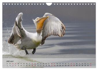 Krauskopfpelikane (Wandkalender 2027 DIN A4 quer), CALVENDO Monatskalender