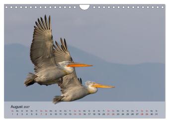 Krauskopfpelikane (Wandkalender 2027 DIN A4 quer), CALVENDO Monatskalender