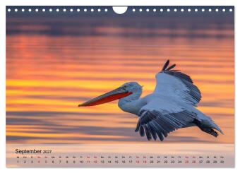 Krauskopfpelikane (Wandkalender 2027 DIN A4 quer), CALVENDO Monatskalender