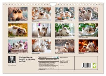 Heilige Birma - Magie auf leisen Pfoten (Wandkalender 2027 DIN A4 quer), CALVENDO Monatskalender