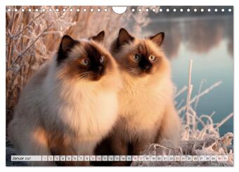 Heilige Birma - Magie auf leisen Pfoten (Wandkalender 2027 DIN A4 quer), CALVENDO Monatskalender