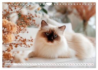 Heilige Birma - Magie auf leisen Pfoten (Wandkalender 2027 DIN A4 quer), CALVENDO Monatskalender