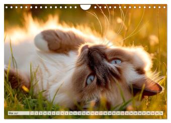 Heilige Birma - Magie auf leisen Pfoten (Wandkalender 2027 DIN A4 quer), CALVENDO Monatskalender