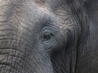 CALVENDO Puzzle Diese Wimpern - diese Falten | 2000 Teile Lege-Größe 90 × 67 cm Foto-Puzzle für glückliche Stunden