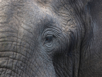 CALVENDO Puzzle Diese Wimpern - diese Falten | 2000 Teile Lege-Größe 90 × 67 cm Foto-Puzzle für glückliche Stunden