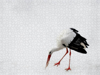 CALVENDO Puzzle Storch | 500 Teile Lege-Größe 48 × 36 cm Foto-Puzzle für Erwachsene