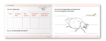Ich kenne Waldtiere / Haus- und Hoftiere / Insekten und Spinnen - 3 Arbeitshefte im Set für die 2. bis 4. Klasse