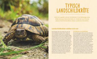 Landschildkröten