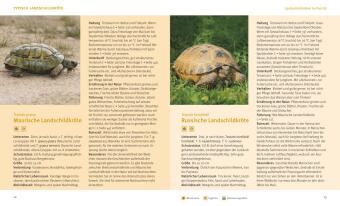 Landschildkröten
