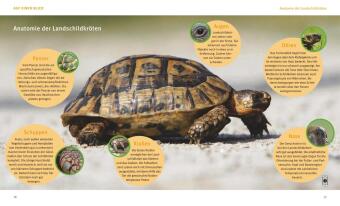 Landschildkröten